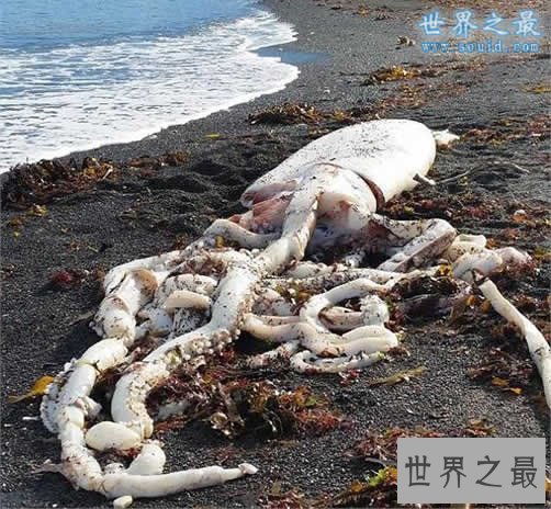 世界上最大的鱿鱼,巨型鱿鱼(长10米/重900斤)