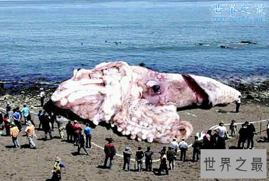 世界上最大的鱿鱼,巨型鱿鱼(长10米/重900斤)