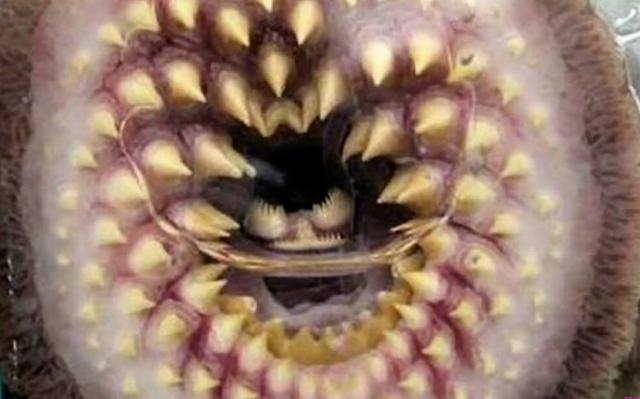 五大深海恐怖生物,有的长着巨型獠牙,有的身带剧毒,十分可怕