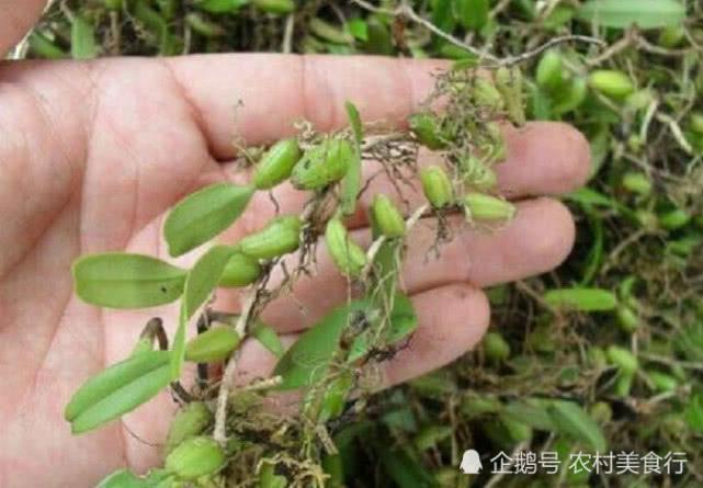 生长在石头缝里的“野草”农村人见它就摘,如今城里人抢着买