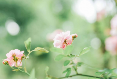 ​早安温馨句子简短 早安温馨句子(30句)