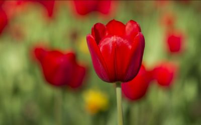 ​15句描写春天景色的句子 一念繁花的柔媚 一捧光阴的香醉