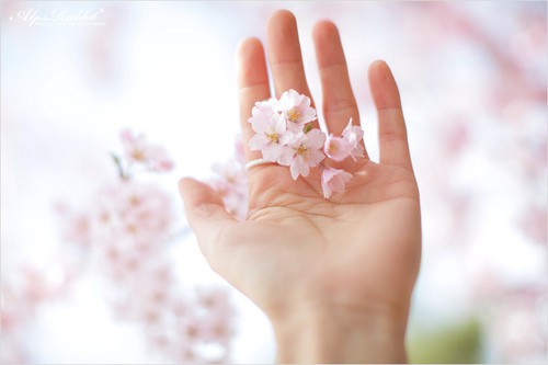 谷雨朋友圈广告文案 谷雨朋友圈文案房地产(精选79句)