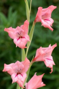 ​2026年最火的早安句子