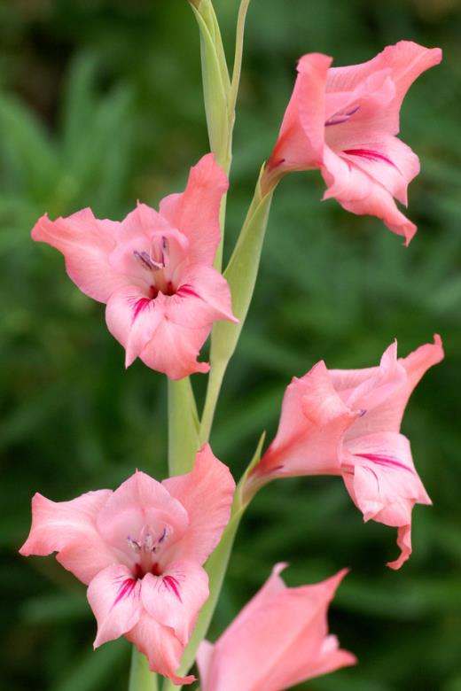 2023年最火的早安句子