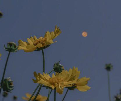 发朋友圈的晚安句子