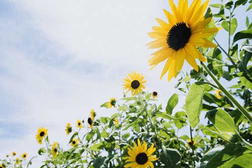 朋友感情句子84句