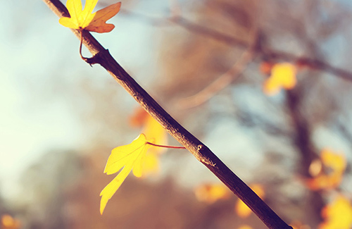 超长夸老婆的句子(15句)