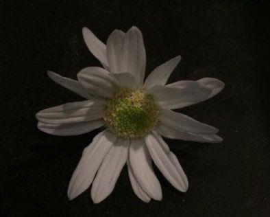 小学毕业季语录优美句子简单到流泪