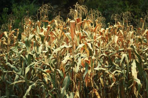 初中摘抄好句好段短一点