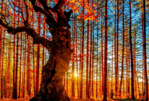 1761552892921269.png image.png