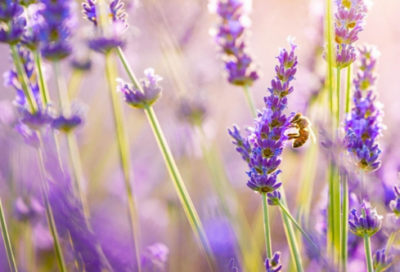 简短文明礼仪名言警句 简短文明礼仪顺口溜