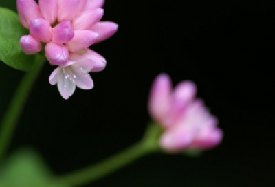 孔子有关读书的名言56句